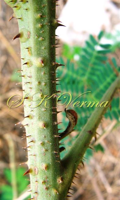  Stem